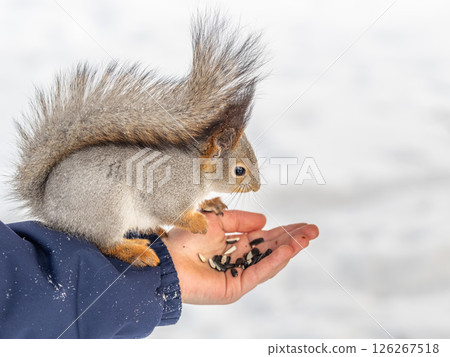Squirrel eats nuts from a man's hand. Caring for animals in winter or autumn. Squirrel eats nuts from a man's hand. Caring for animals in winter or autumn. 126267518