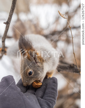 Squirrel eats nuts from a man's hand. Caring for animals in winter or autumn. Squirrel eats nuts from a man's hand. Caring for animals in winter or autumn. 126267527