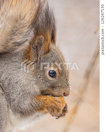 The squirrel with nut sits on tree in the winter or late autumn 126267530
