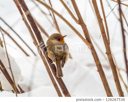 Cute bird the European Robin, Erithacus rubecula. sitting on the tree branch in winter. Cute bird the European Robin, Erithacus rubecula. sitting on the tree branch in winter. 126267536