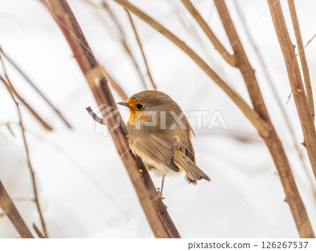 Cute bird the European Robin, Erithacus rubecula. sitting on the tree branch in winter. Cute bird the European Robin, Erithacus rubecula. sitting on the tree branch in winter. 126267537