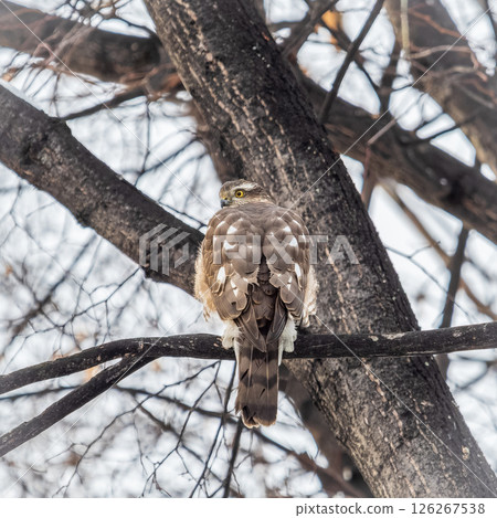 A Eurasian sparrowhawk perched on a branch of a tree outdoors. A Eurasian sparrowhawk perched on a branch of a tree outdoors. 126267538
