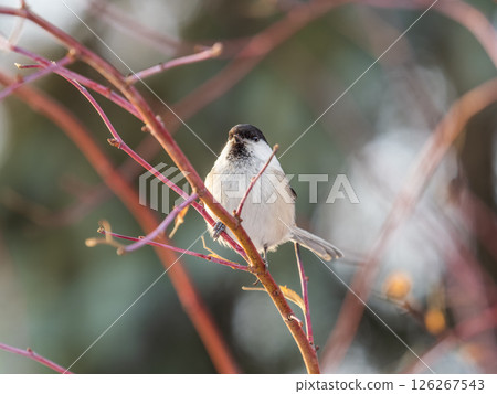 Cute bird the willow tit, song bird sitting on a branch without leaves in the winter. Cute bird the willow tit, song bird sitting on a branch without leaves in the winter. 126267543