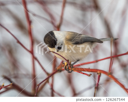 Cute bird the willow tit, song bird sitting on a branch without leaves in the winter. Cute bird the willow tit, song bird sitting on a branch without leaves in the winter. 126267544