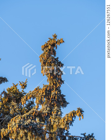 Green spruce branches with needles and cones against a blue sky in winter. Many cones on spruce. Fir tree. Green spruce branches with needles and cones against a blue sky in winter. Many cones on spruce. Fir tree. 126267551