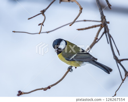 Cute bird Great tit, songbird sitting on a branch without leaves in the autumn or winter. Cute bird Great tit, songbird sitting on a branch without leaves in the autumn or winter. 126267554