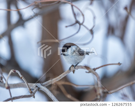 Cute bird the willow tit, song bird sitting on a branch without leaves in the winter. Cute bird the willow tit, song bird sitting on a branch without leaves in the winter. 126267555