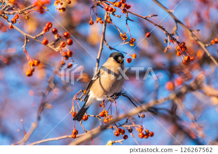Bullfinch sitting on a branch. Beautiful bird with a red breast on a branch in winter. 126267562