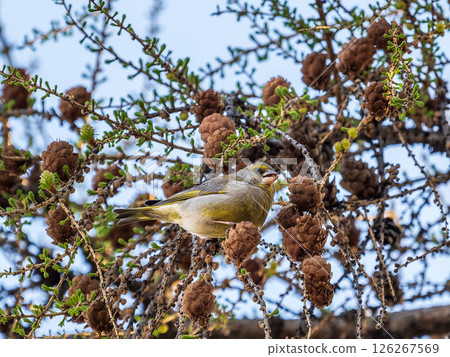 Green and yellow songbird, The European greenfinch sitting on a branch in spring. 126267569