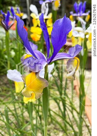 Purple Dutch Iris Flowers (Iris Flowers) 126267648