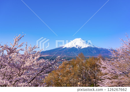 山梨縣富士吉田市新倉山淺間公園的春天景色 山梨縣富士吉田市新倉山淺間公園的春天景色 126267662