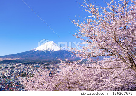 山梨縣富士吉田市新倉山淺間公園的春天景色 126267675