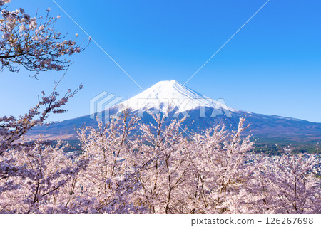 山梨縣富士吉田市新倉山淺間公園的春天景色 126267698