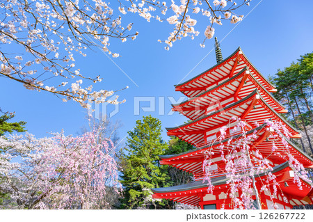 山梨縣富士吉田市新倉山淺間公園的春天景色 山梨縣富士吉田市新倉山淺間公園的春天景色 126267722