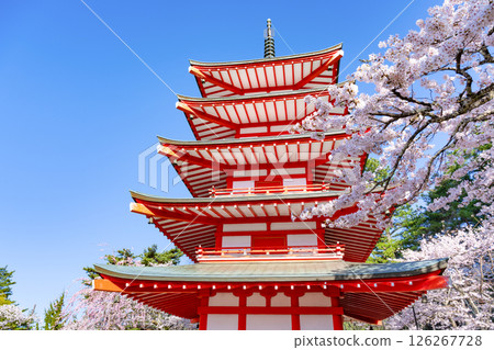山梨縣富士吉田市新倉山淺間公園的春天景色 126267728