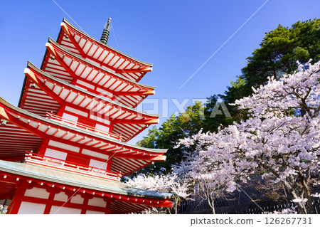 山梨縣富士吉田市新倉山淺間公園的春天景色 126267731