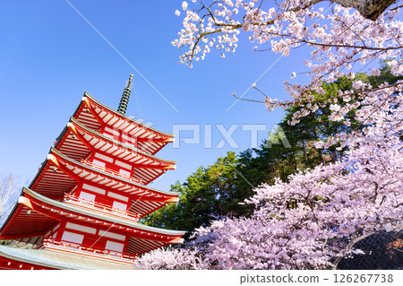 山梨縣富士吉田市新倉山淺間公園的春天景色 山梨縣富士吉田市新倉山淺間公園的春天景色 126267738