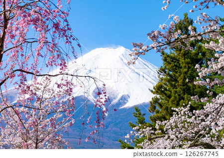 山梨縣富士吉田市新倉山淺間公園的春天景色 山梨縣富士吉田市新倉山淺間公園的春天景色 126267745