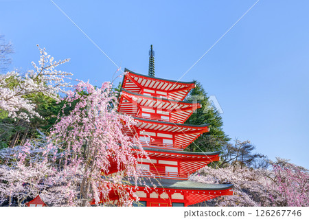 Spring scenery from Arakurayama Sengen Park in Fujiyoshida, Yamanashi Prefecture 126267746