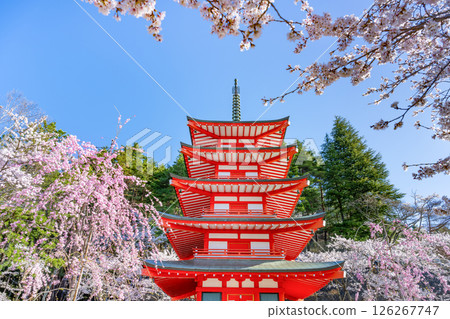山梨縣富士吉田市新倉山淺間公園的春天景色 山梨縣富士吉田市新倉山淺間公園的春天景色 126267747
