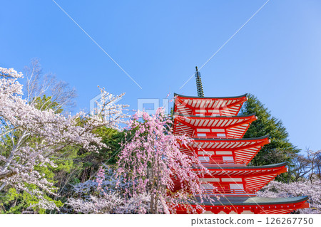 Spring scenery from Arakurayama Sengen Park in Fujiyoshida, Yamanashi Prefecture 126267750