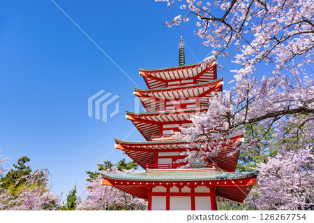 Spring scenery from Arakurayama Sengen Park in Fujiyoshida, Yamanashi Prefecture 126267754