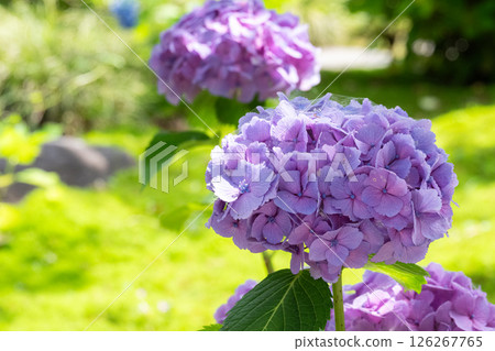 陽光下盛開的繡球花的特寫 陽光下盛開的繡球花的特寫 126267765