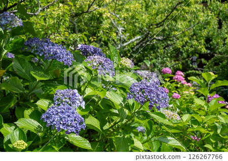 藍紫色的繡球花在陽光和鬱鬱蔥蔥的花園景色中閃閃發光 126267766