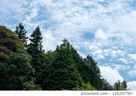 Early summer blue sky and lush coniferous forest scenery 126267767