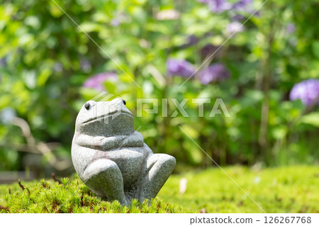 A stone frog figurine sitting on moss and hydrangeas in early summer 126267768