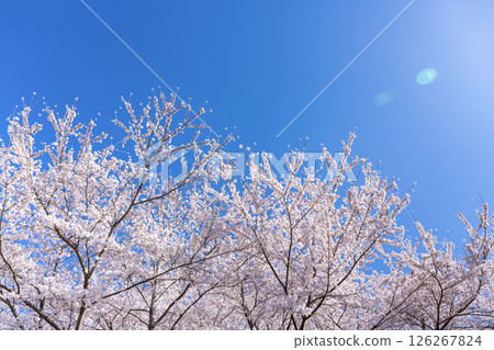 山梨縣富士吉田市新倉山淺間公園的春天景色 126267824