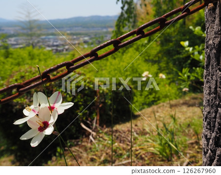 Ixia and the Rusty Chains 126267960