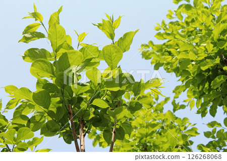 Sprout / fresh green ecology Sprout / fresh green ecology 126268068