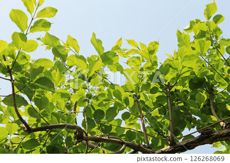 Sprout / fresh green ecology 126268069