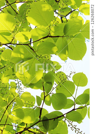 Sprout / fresh green ecology Sprout / fresh green ecology 126268072
