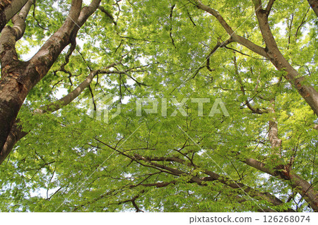 Sprout / fresh green ecology Sprout / fresh green ecology 126268074