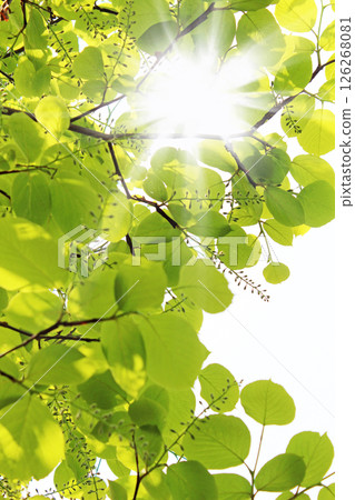 Sunlight green eco image 126268081