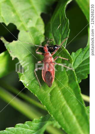 A forest hunter, the assassin bug, sucks the body fluids of its prey on a wild thistle leaf (strobe macro photography in the natural environment) 126268230