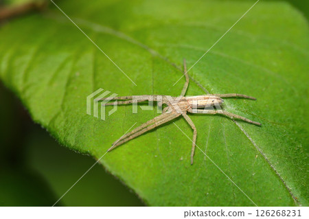 A very thin, flat, long-legged, light brown giant spider that seems to be stuck to a young leaf (natural light + strobe macro photography) A very thin, flat, long-legged, light brown giant spider that seems to be stuck to a young leaf (natural light + strobe macro photography) 126268231