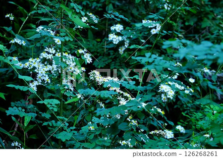 Wild chrysanthemum flowers blooming on the bank [Tsukui, Sagamihara City, October] 126268261