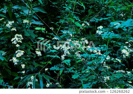 Wild chrysanthemum flowers blooming on the bank [Tsukui, Sagamihara City, October] 126268262