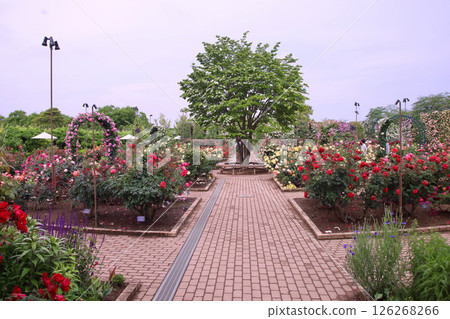 Ashikaga City, Ashikaga Flower Park Rose Garden Ashikaga City, Ashikaga Flower Park Rose Garden 126268266