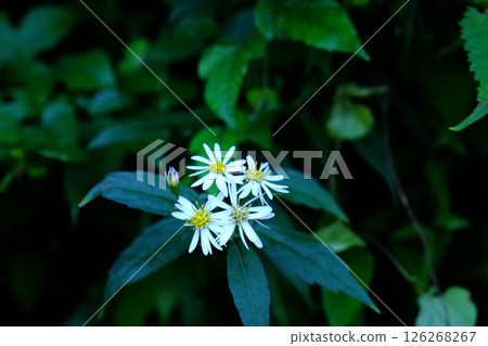 Wild chrysanthemum flowers [Tsukui, Sagamihara City, October] 126268267
