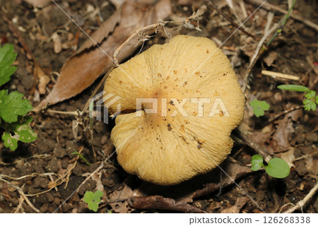 Soil in a wooded area and the top surface of the beige wrinkled umbrella mushroom's cap (macrophotography in a natural environment) 126268338