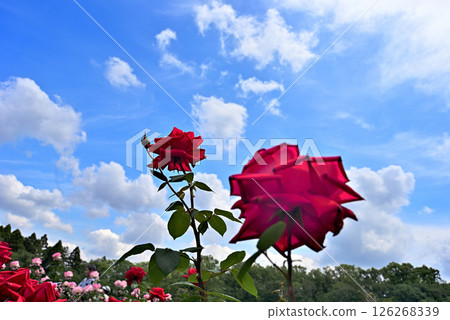 A red rose shining in the blue sky 126268339