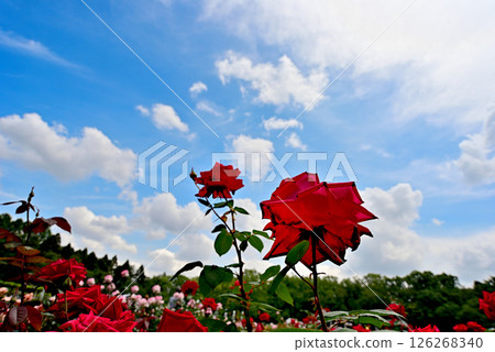 A red rose shining in the blue sky 126268340