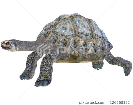 Giant tortoise Giant tortoise 126268352