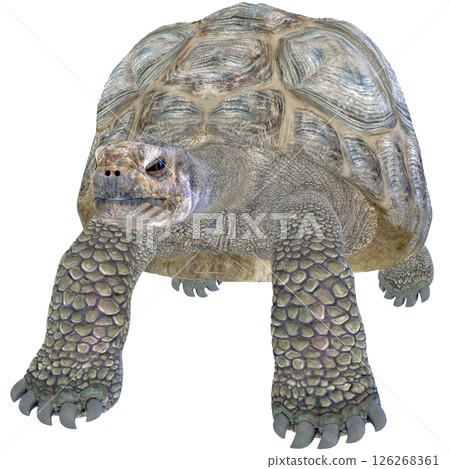 Giant tortoise 126268361