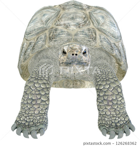 巨龜 126268362
