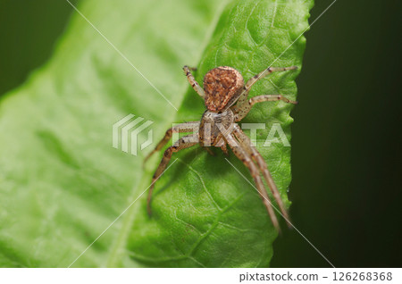 A brown-mottled crab spider on a fresh green leaf (macro strobe photography in natural environment) 126268368